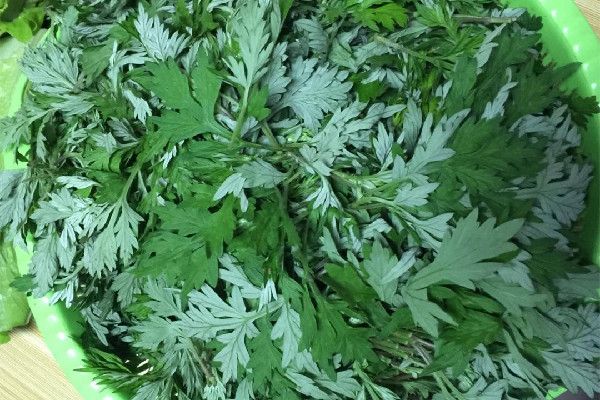 艾葉是新的好還是陳的好 艾葉買(mǎi)什么樣的好