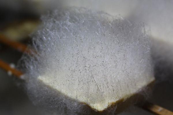 毛豆腐孕婦可以吃嗎 毛豆腐的來源和歷史 毛豆腐孕婦可以吃嗎 毛豆腐的來源和歷史