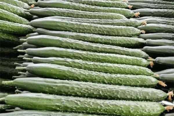 黃瓜和花生能一起吃嗎 黃瓜為什么是綠色的叫黃瓜 黃瓜和花生能一起吃嗎 黃瓜為什么是綠色的叫黃瓜