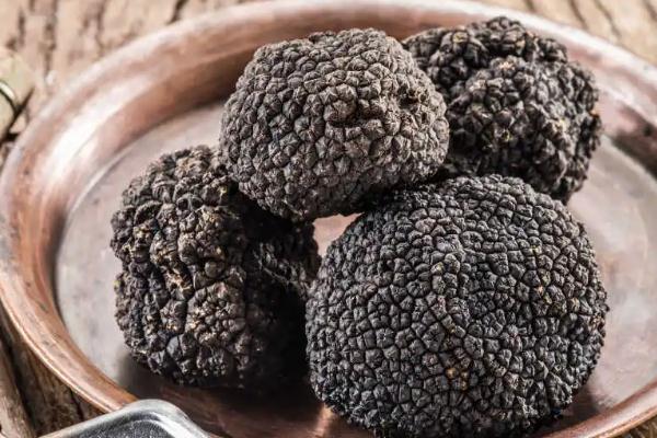 黑松露是發(fā)物嗎 黑松露的食用功效 黑松露是發(fā)物嗎 黑松露的食用功效