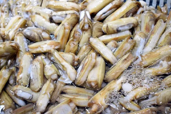 蟶子要切開清洗嗎 蟶子怎么清洗干凈 蟶子要切開清洗嗎 蟶子怎么清洗干凈