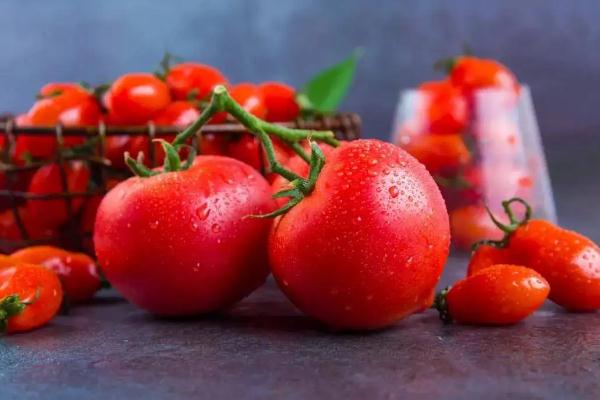 番茄是水果還是蔬菜 番茄要放冰箱嗎 番茄是水果還是蔬菜 番茄要放冰箱嗎