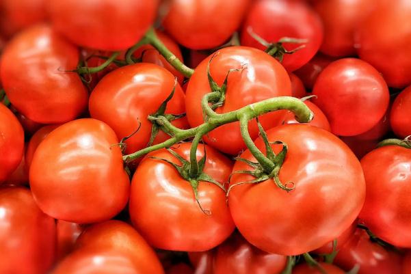 番茄是水果還是蔬菜 番茄要放冰箱嗎 番茄是水果還是蔬菜 番茄要放冰箱嗎