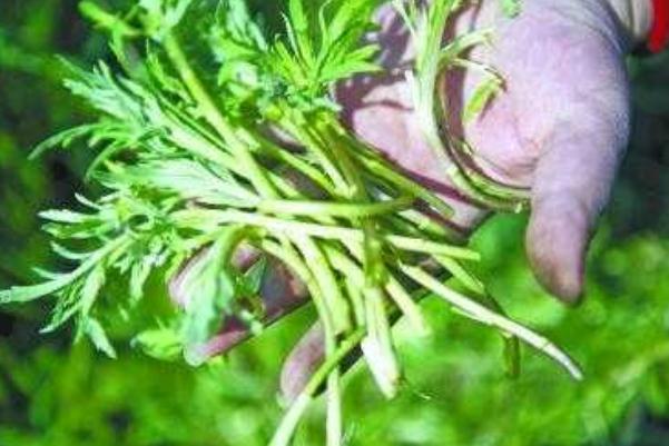 藜蒿的嘌呤高嗎 藜蒿是哪里特產