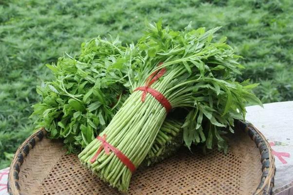 藜蒿有什么營(yíng)養(yǎng)價(jià)值 藜蒿的禁忌 藜蒿有什么營(yíng)養(yǎng)價(jià)值 藜蒿的禁忌