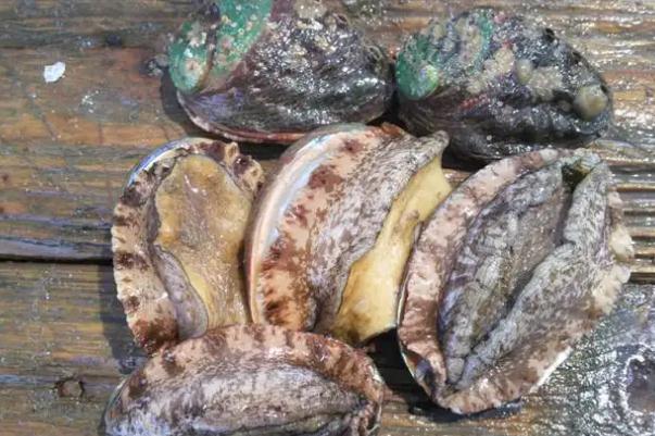 鮑魚要放冰箱嗎 鮑魚要殺一下嗎 鮑魚要放冰箱嗎 鮑魚要殺一下嗎