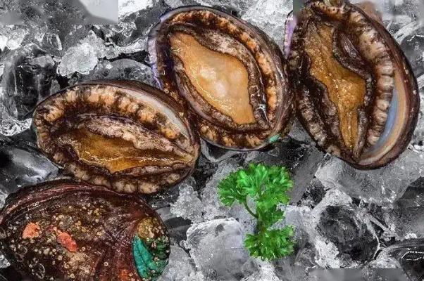 鮑魚(yú)有牙齒嗎 鮑魚(yú)有幾頭什么意思