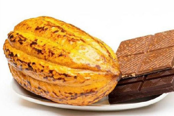 可可果怎么做成白巧克力 可可果要發(fā)酵多久 可可果怎么做成白巧克力 可可果要發(fā)酵多久