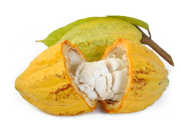 可可果怎么做成白巧克力 可可果要發(fā)酵多久 可可果怎么做成白巧克力 可可果要發(fā)酵多久