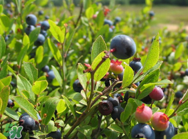 烏飯子一斤多少錢 烏飯子有什么功效 烏飯子一斤多少錢 烏飯子有什么功效