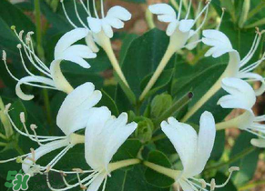 金銀花多少錢(qián)一斤2022 曬干金銀花多少錢(qián)一斤 金銀花多少錢(qián)一斤2022 曬干金銀花多少錢(qián)一斤