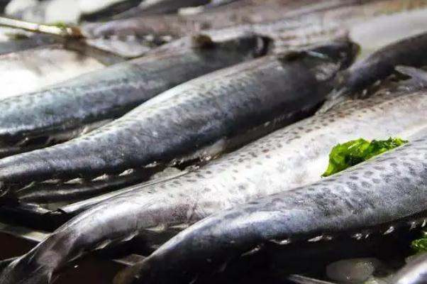鲅魚對(duì)身體有什么好處 鲅魚對(duì)胃好嗎