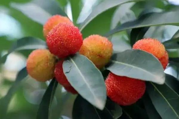 楊梅用鹽水泡多長時間 楊梅用面粉洗的干凈嗎 楊梅用鹽水泡多長時間 楊梅用面粉洗的干凈嗎