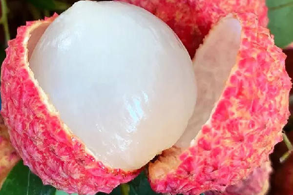 荔枝王是轉基因水果嗎 荔枝王是荔枝嗎 荔枝王是轉基因水果嗎 荔枝王是荔枝嗎