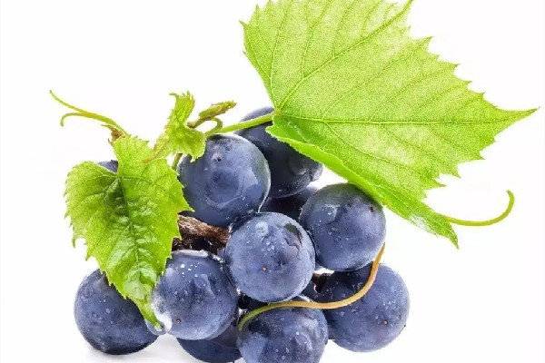 葡萄上的白霜是什么東西 葡萄上有白霜是新鮮還是不新鮮 葡萄上的白霜是什么東西 葡萄上有白霜是新鮮還是不新鮮