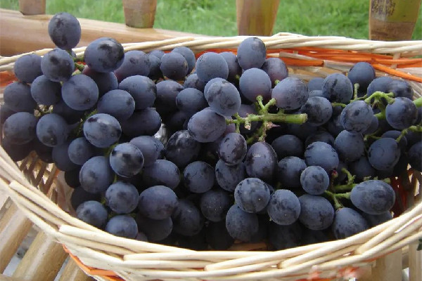 葡萄上的白霜是什么東西 葡萄上有白霜是新鮮還是不新鮮 葡萄上的白霜是什么東西 葡萄上有白霜是新鮮還是不新鮮