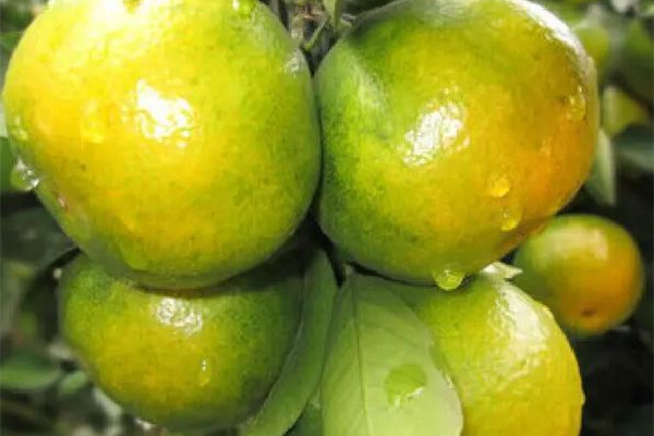 青橘子放幾天會不會變甜 青橘子放幾天會變黃嗎 青橘子放幾天會不會變甜 青橘子放幾天會變黃嗎