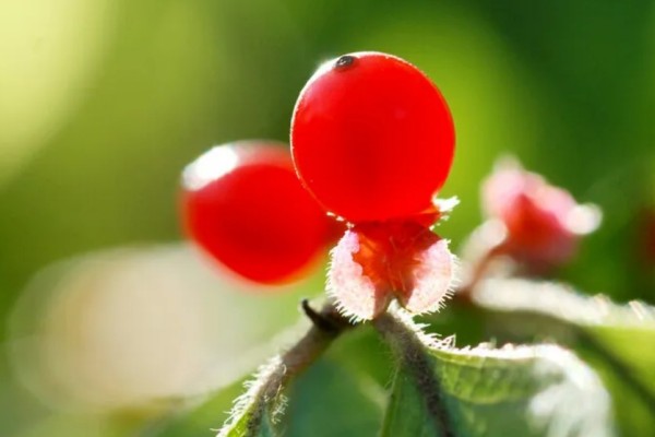 紅豆發(fā)豆芽可以吃嗎 紅豆發(fā)芽要多長時(shí)間