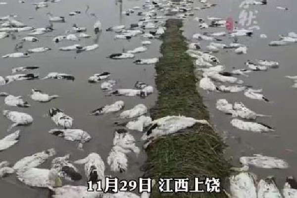 老人養(yǎng)的近4000只鴨子被投毒 鴨肉蛋白質含量高嗎