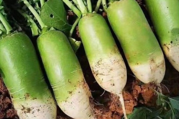 綠蘿卜的熱量 綠蘿卜可以減肥嗎 綠蘿卜的熱量 綠蘿卜可以減肥嗎