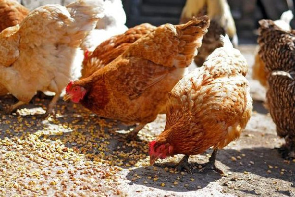 男子發(fā)明喂雞神器網(wǎng)友:費(fèi)雞頭 喂雞什么時(shí)候喂最好 男子發(fā)明喂雞神器網(wǎng)友:費(fèi)雞頭 喂雞什么時(shí)候喂最好