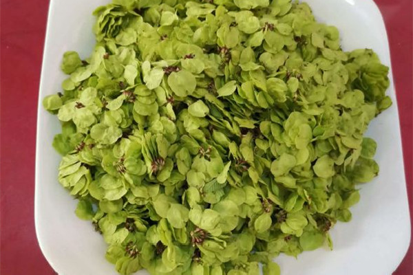 榆錢怎么長期保存 榆錢可以曬干保存嗎 榆錢怎么長期保存 榆錢可以曬干保存嗎