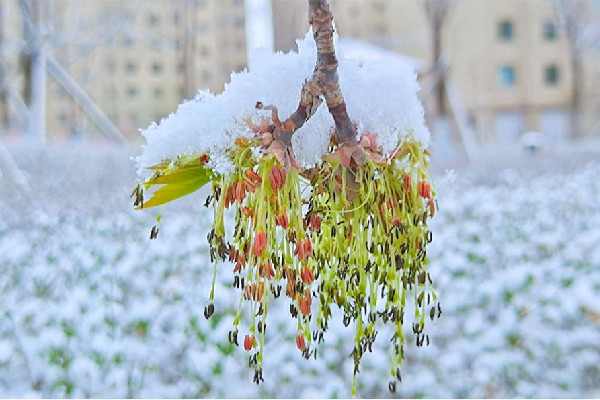 沉浸式倒春寒即將來襲 倒春寒會(huì)有什么樣的影響
