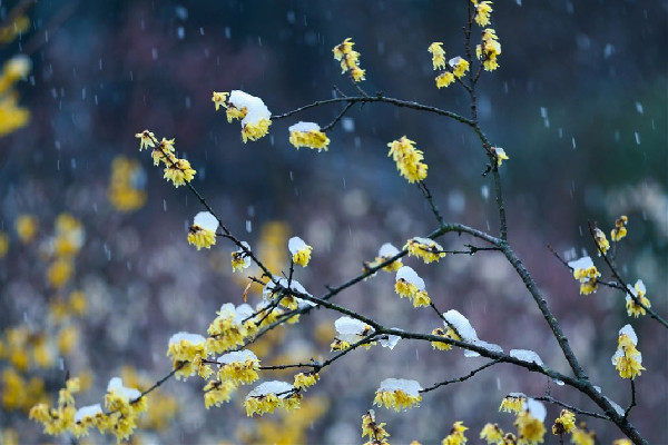 沉浸式倒春寒即將來襲 倒春寒會(huì)有什么樣的影響